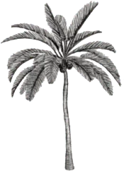Nus for Design_Palmera