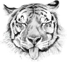 Nus for Design_Tigre