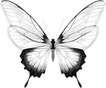 Nus for Design_Tatuaje_Mariposa
