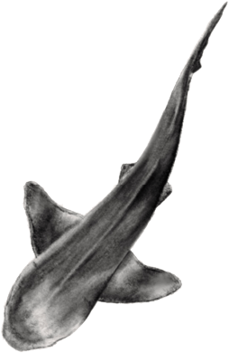 Nus for Design_Tatuaje_Tiburón