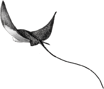 Nus for Design_Tatuajes_Berta